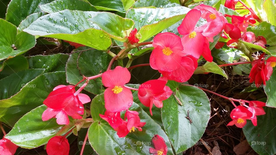 Red Flowers