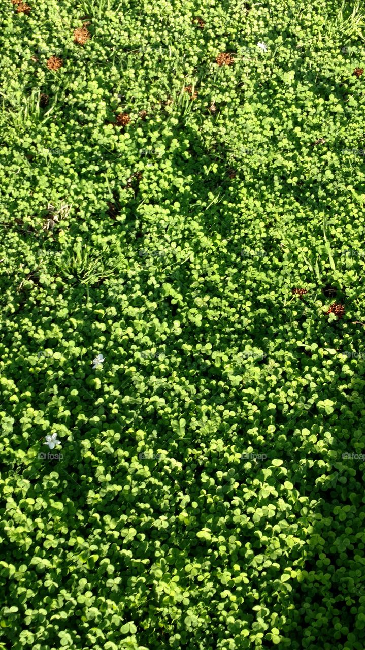Leaf, Nature, Growth, No Person, Flora