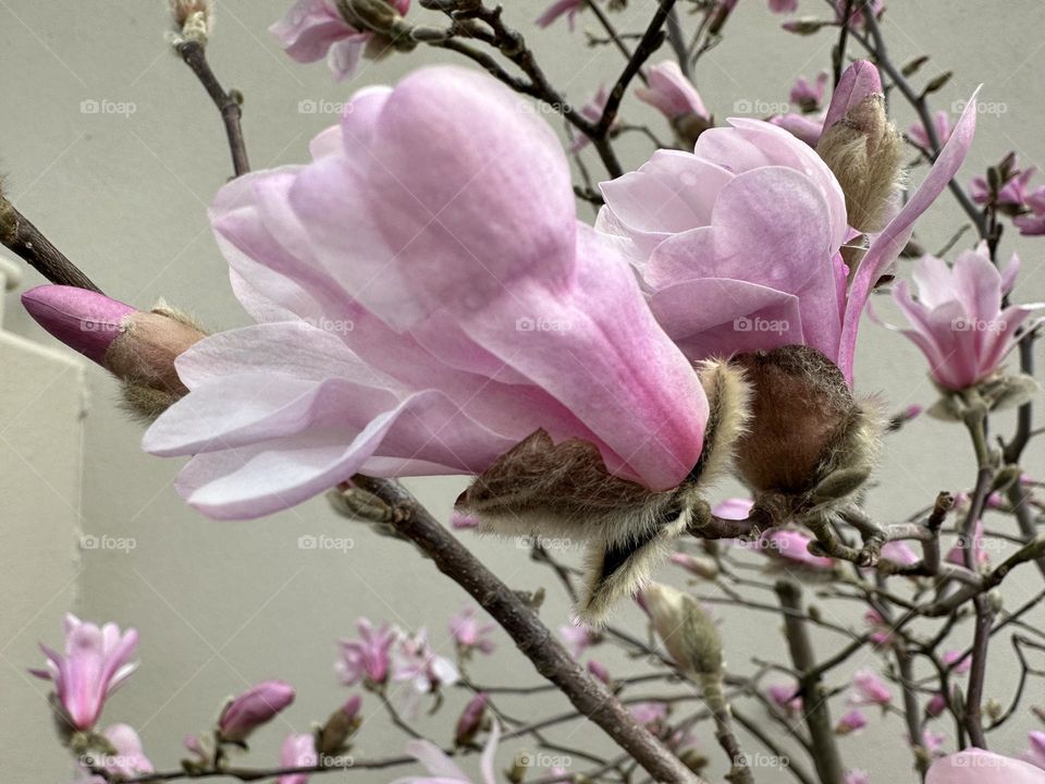 Magnolia blooms 