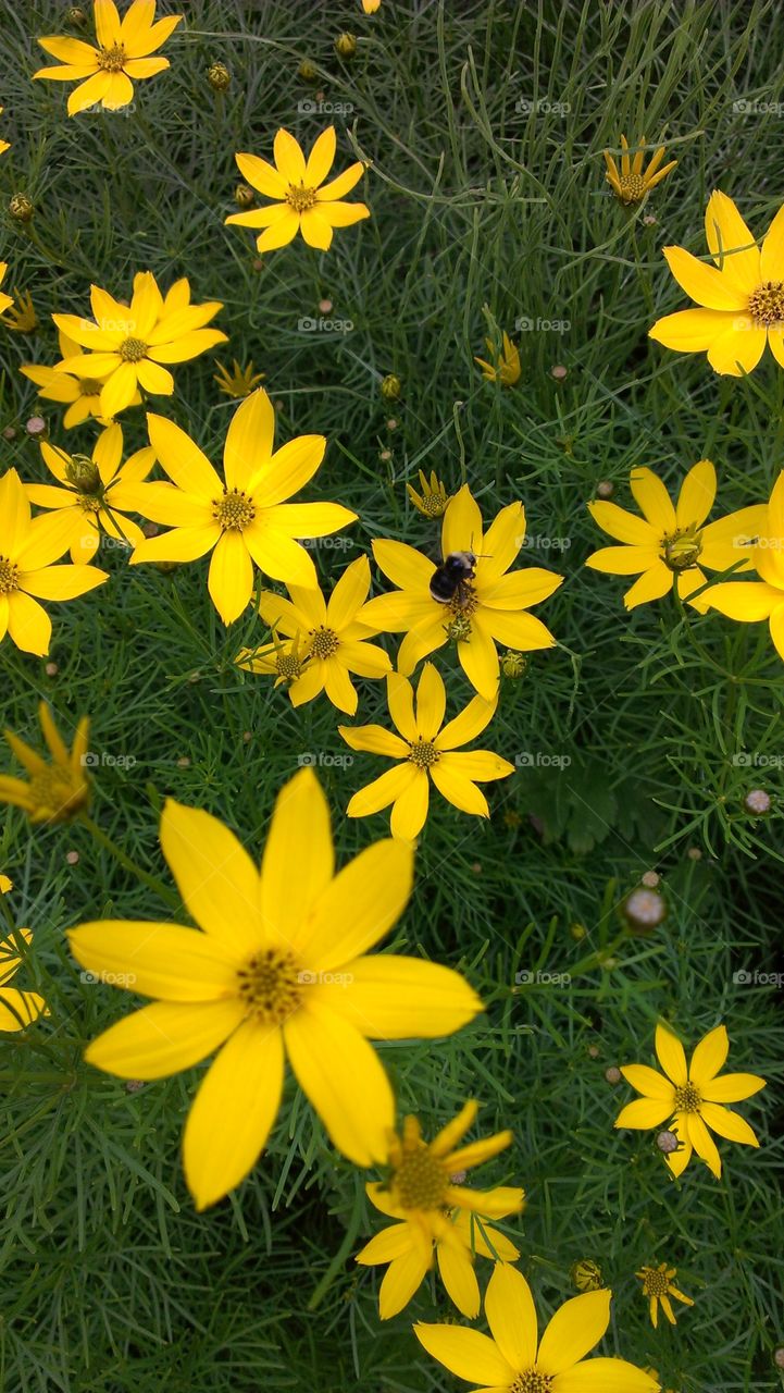 Yellow Daisies