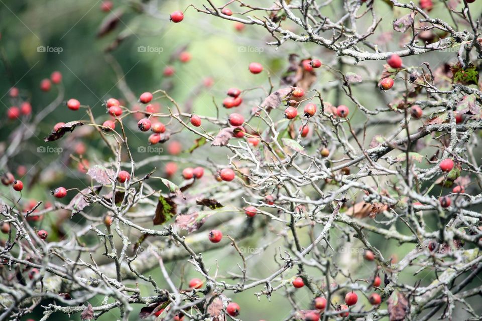 Crab apples on a tree