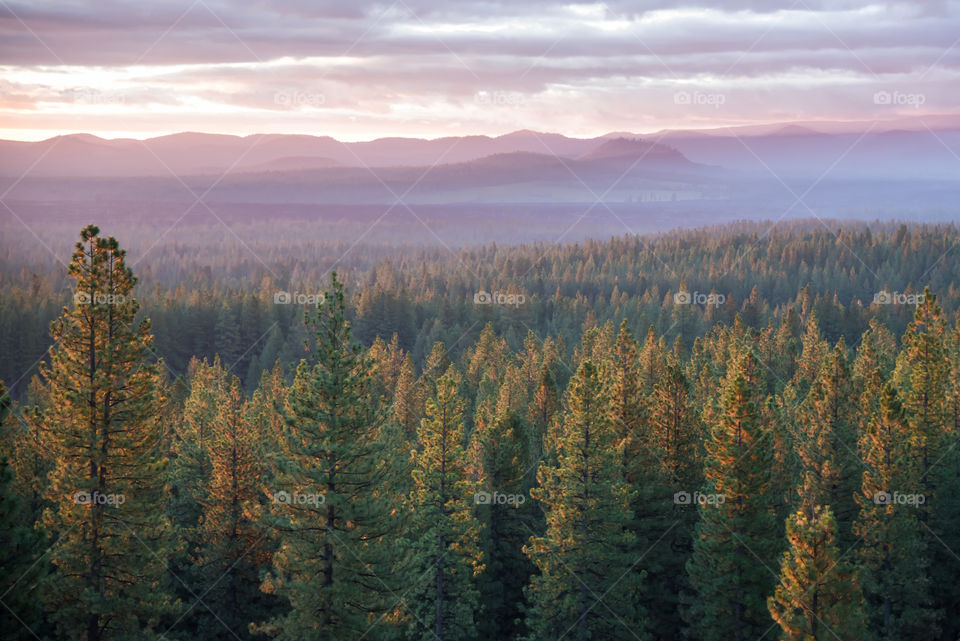 Sunrise in the Cascade Mountains lights up the tree tops in Bend, Oregon