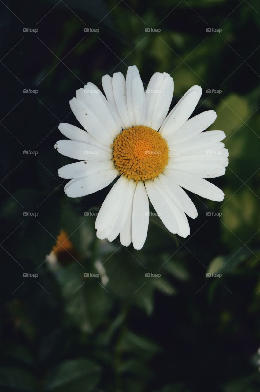 Chamomile is a symbol of childhood and first love. It is a symbol of modesty, sincerity of romantic dreams, truth and reliable feelings. In the language of flowers, a gift in the form of daisies means good intentions, purity and innocence