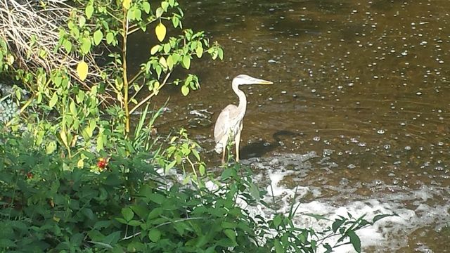 Crane