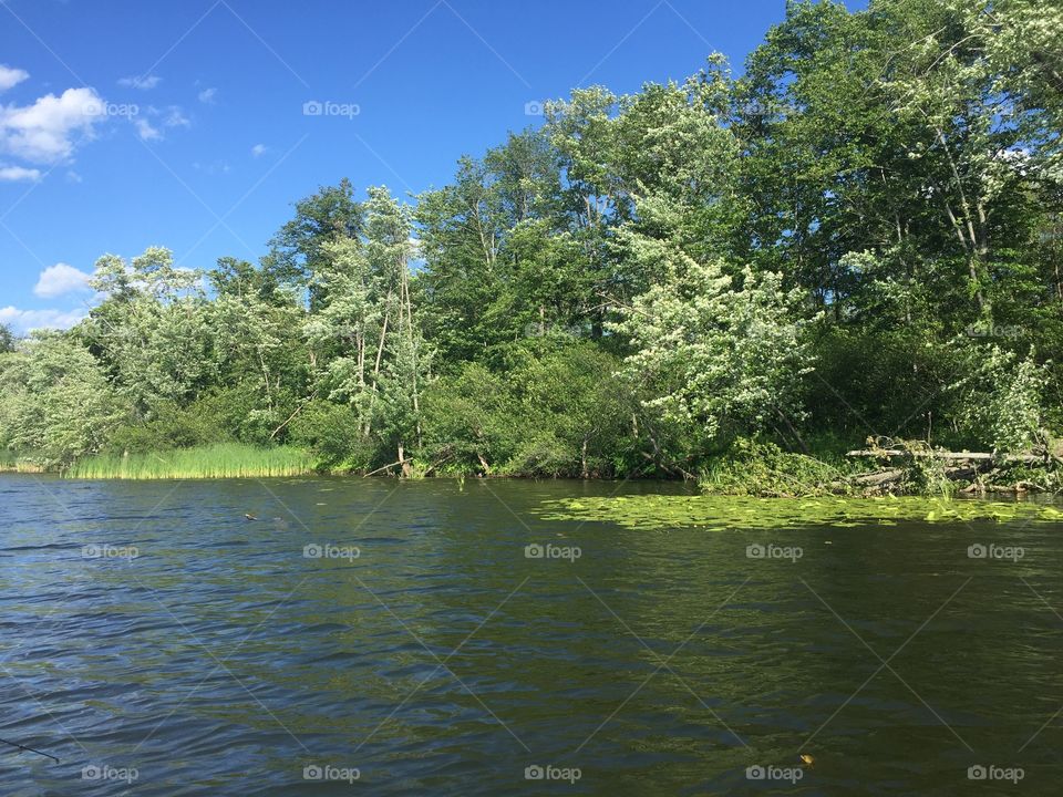 Lake and trees