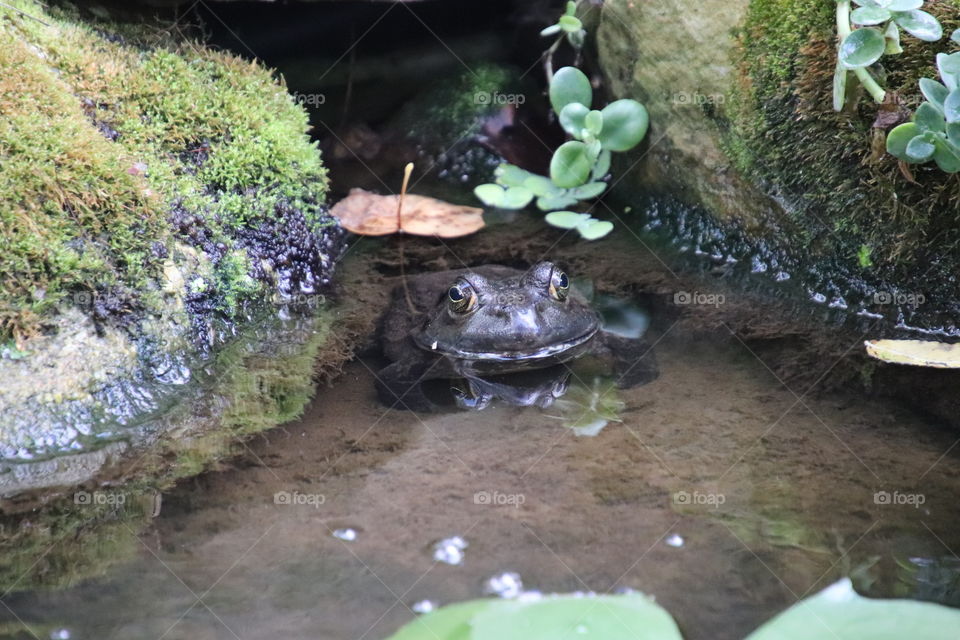 Bullfrog sitting in pond, northern Ohio, USA