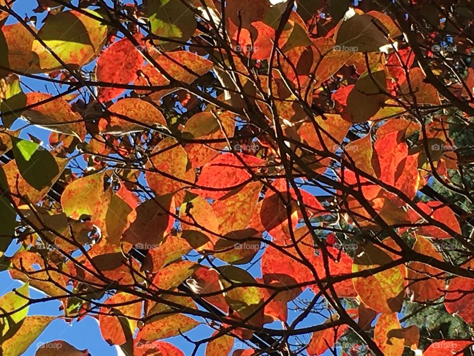 Dogwood leaves in sunlight