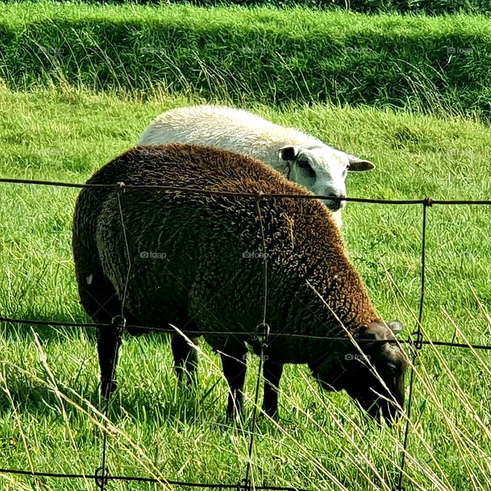 The brown Ram and the white sheep. Nice in the meadow