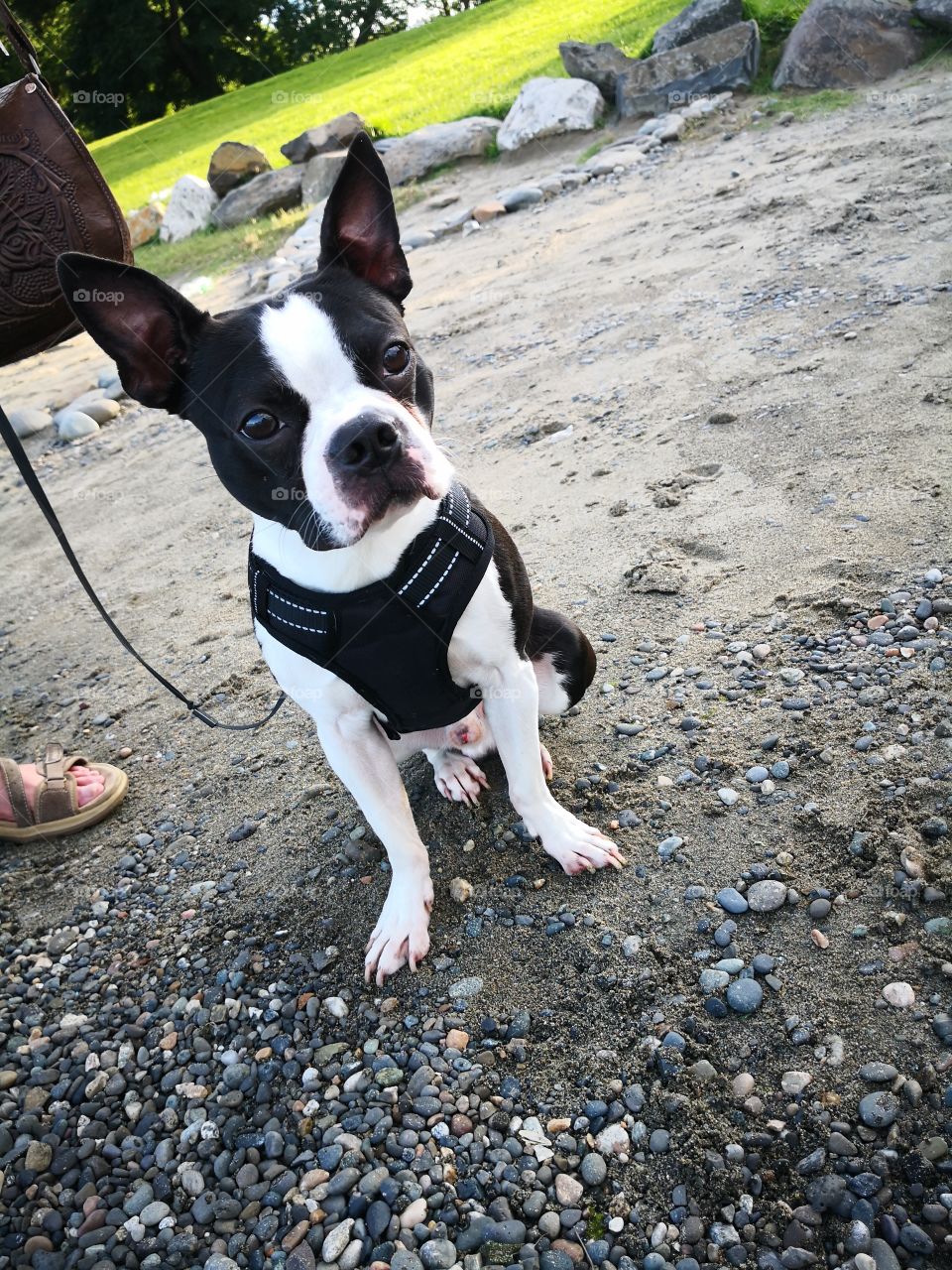 bozo the Boston Terrier enjoying the park and watching his favorite kids play.