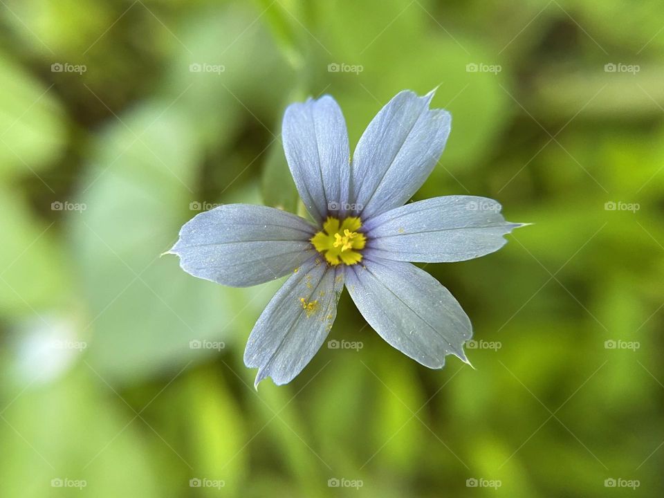 Blue eye grass flower, close up