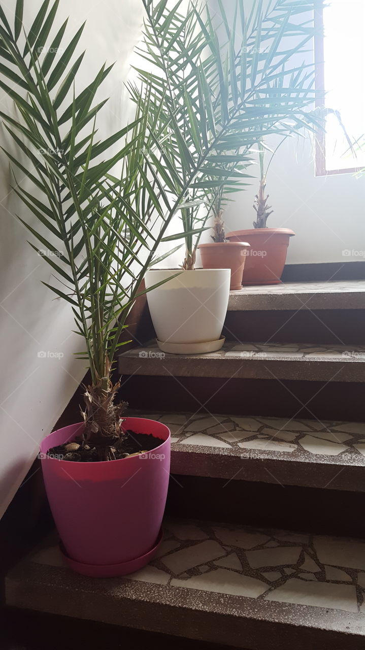 House plants