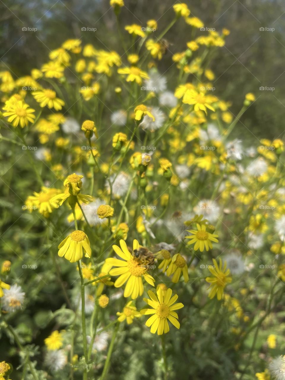 Bee and beautiful yellow flowers in nature