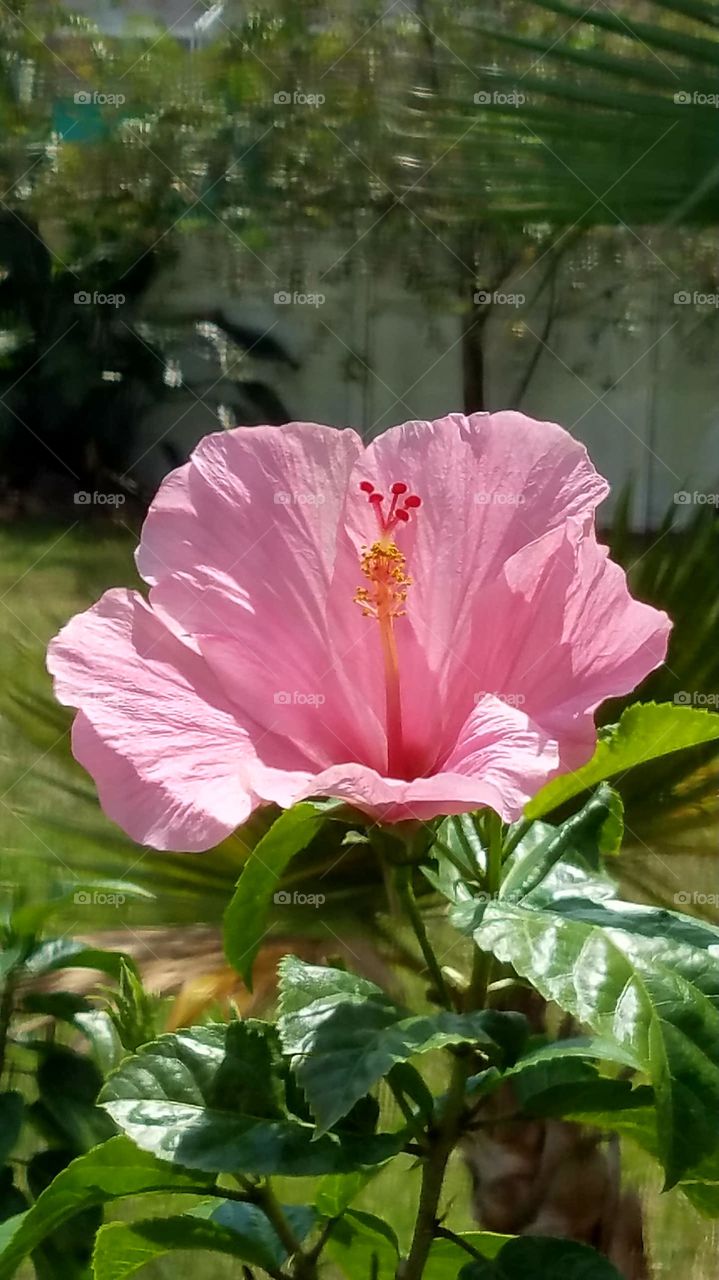 pink flowers in Jennifer's yard