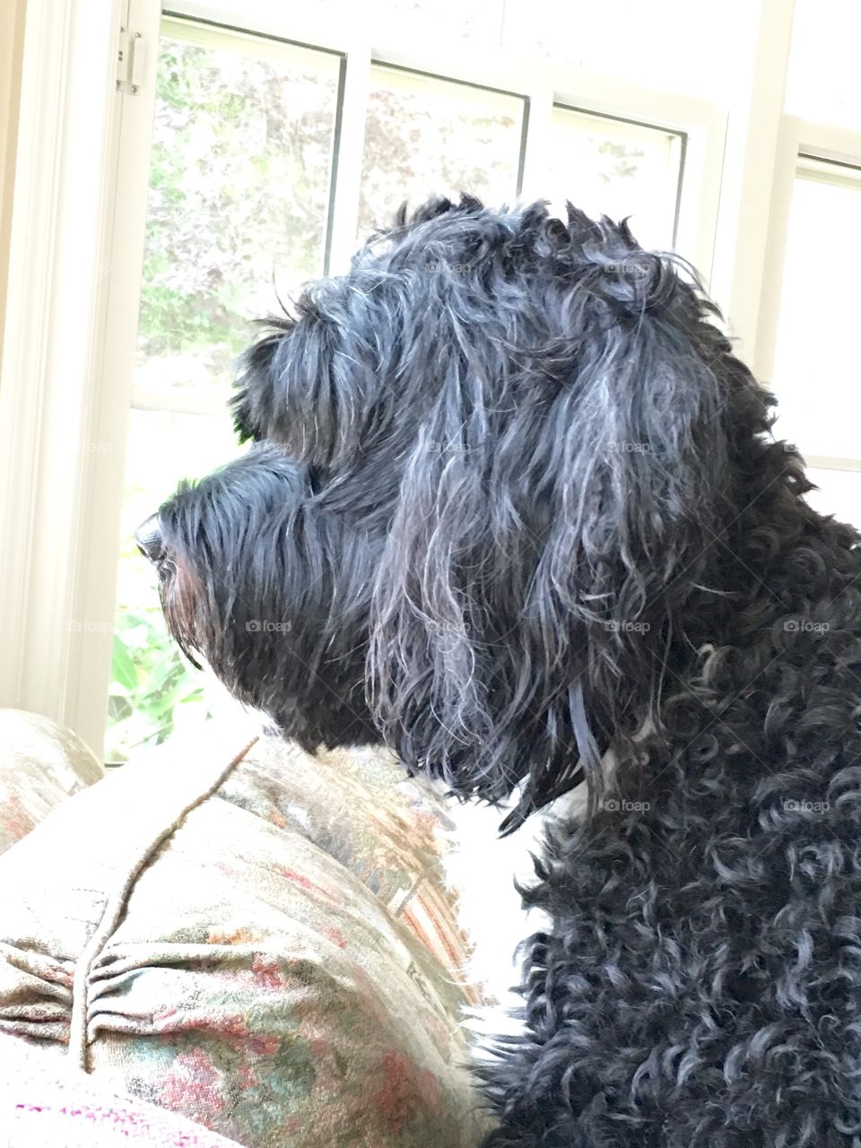   Portuguese water dog looking out the window waiting for her mommy to come home. 