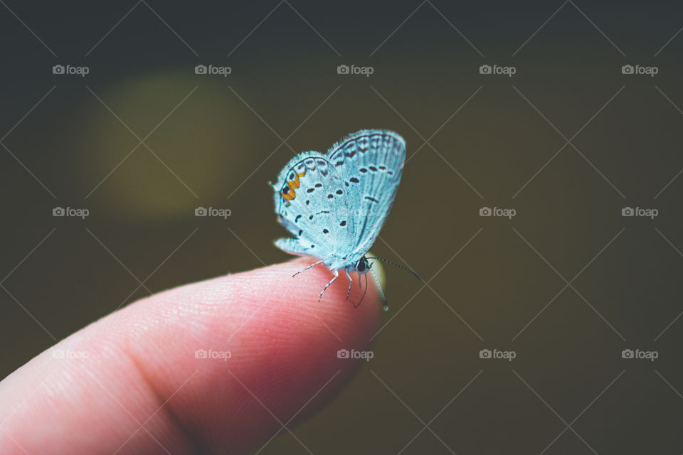 Small Blue Butterfly Perching on a Finger 2