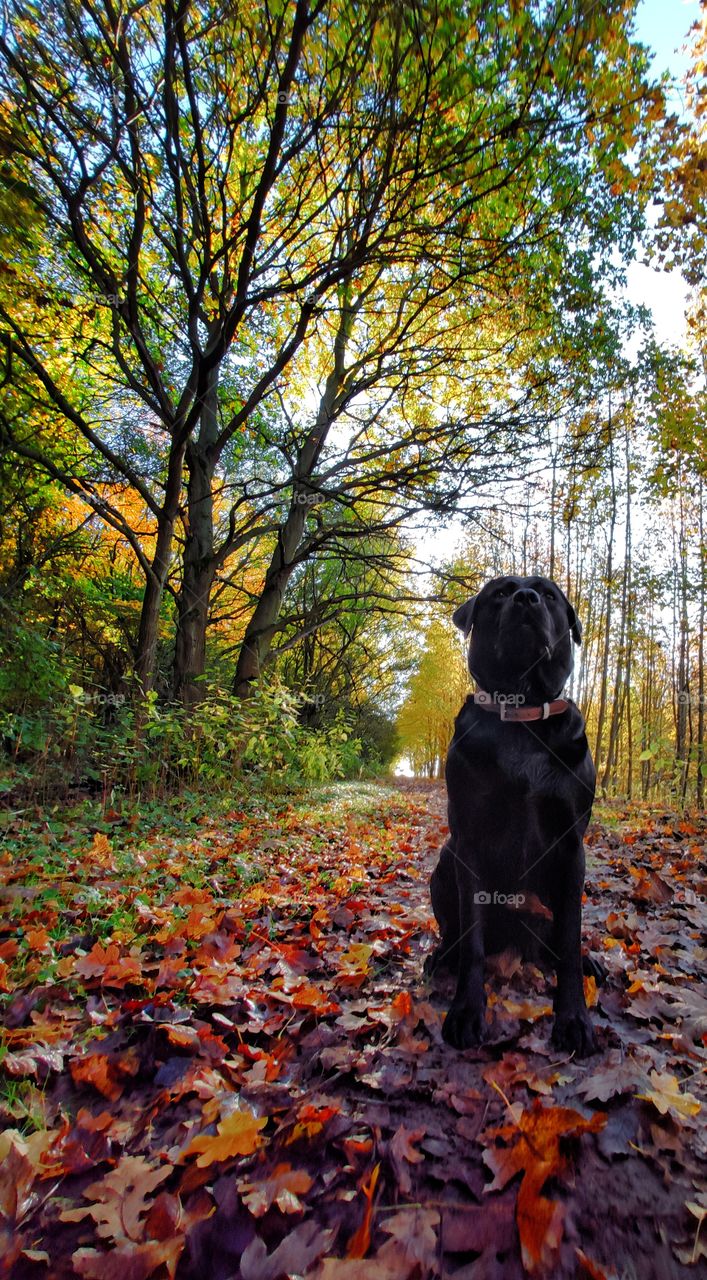 The human's best Friend 🐾