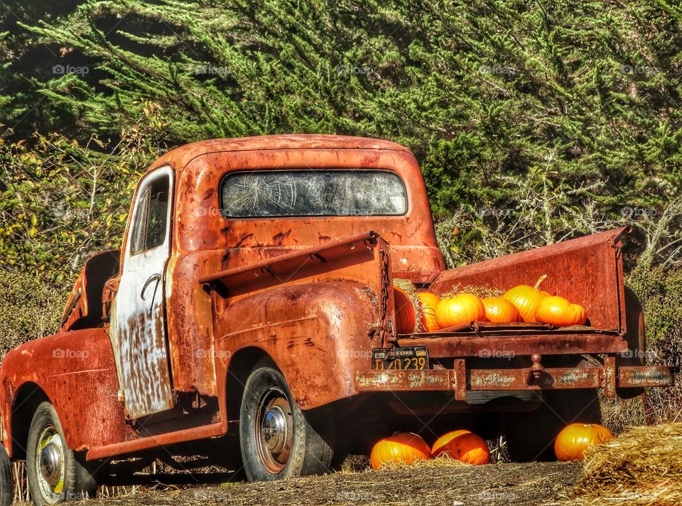 Rusty Old Farm Truck Loaded With Orange Pumpkins