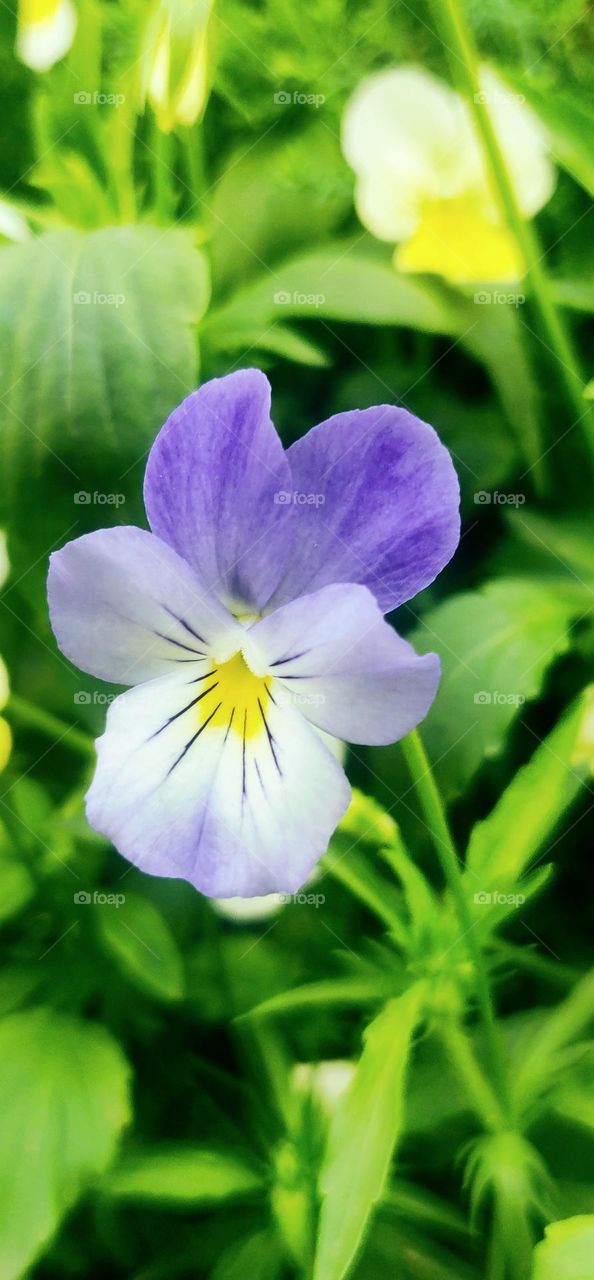 Beautiful Pansy flower with tricolour. lavender white and yellow.