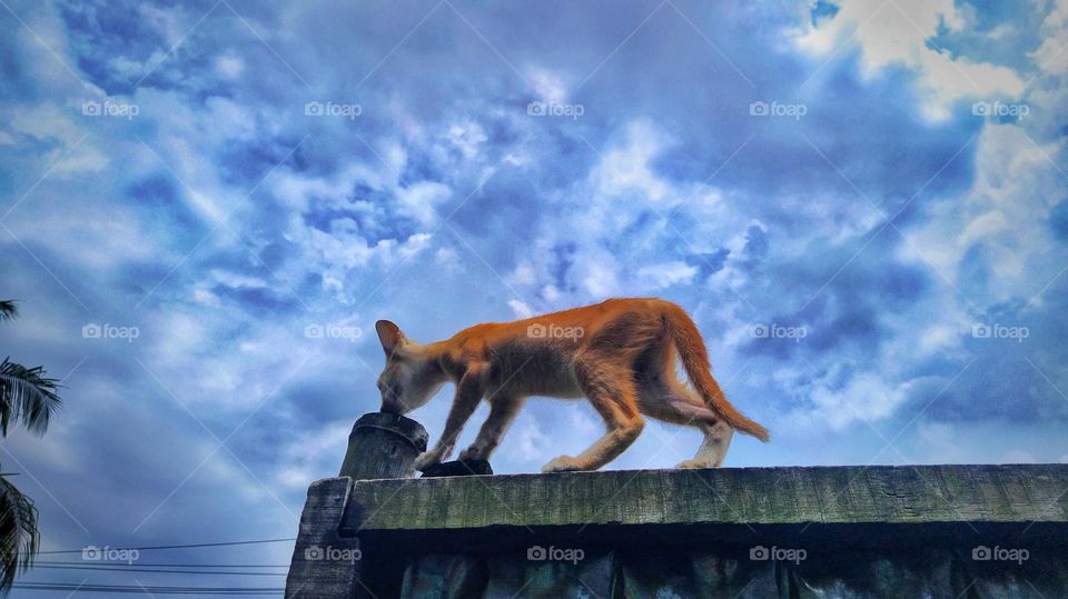 picture of a cat against a beautiful blue sky and white clouds