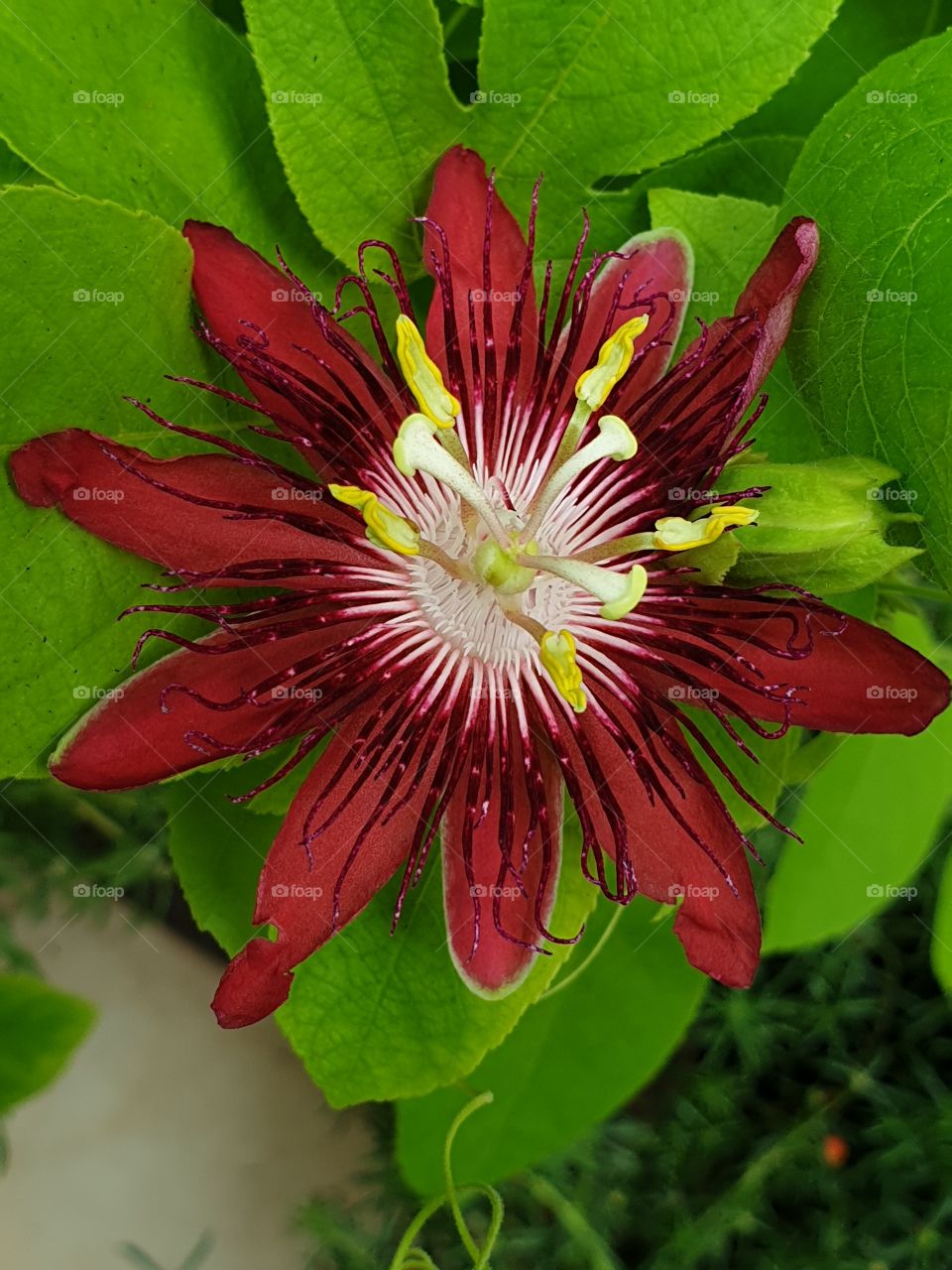 beautiful flower in my garden