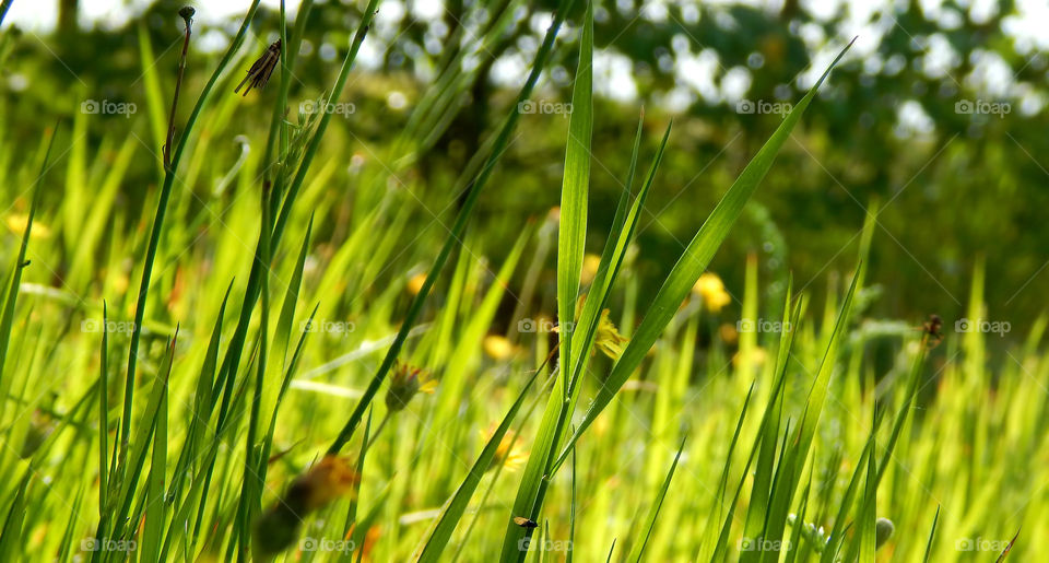 Amazing green grass