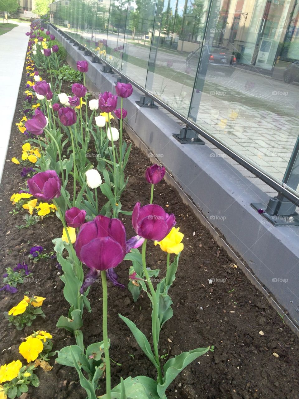 Flowers on the street 