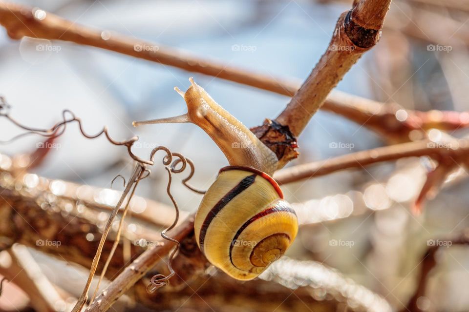 snail heading to the sun