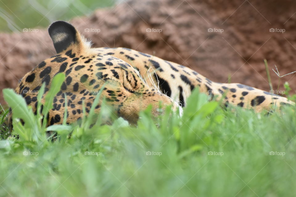 Leopard sleeping on grass
