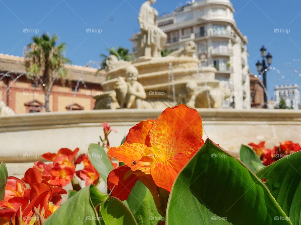 Sevilla flower