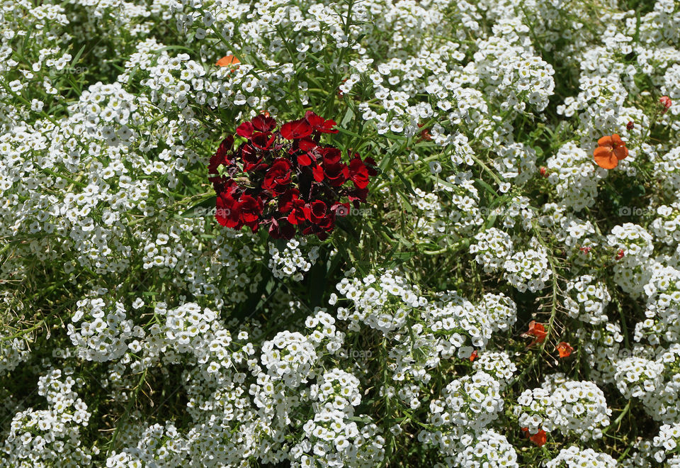 Red Dianthus surrounded by white flowers