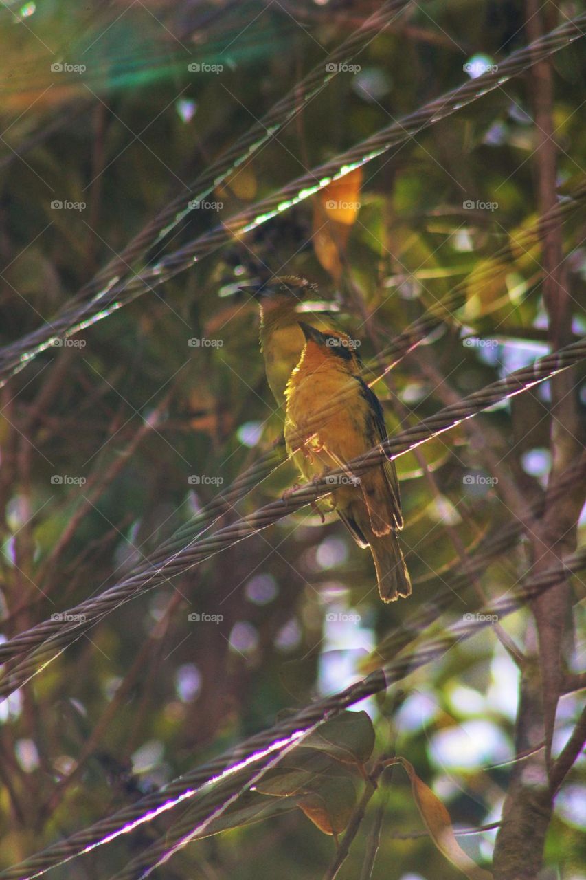 Double exposure shot of a weaver bird 