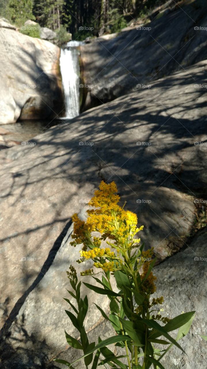 Flower and Falls