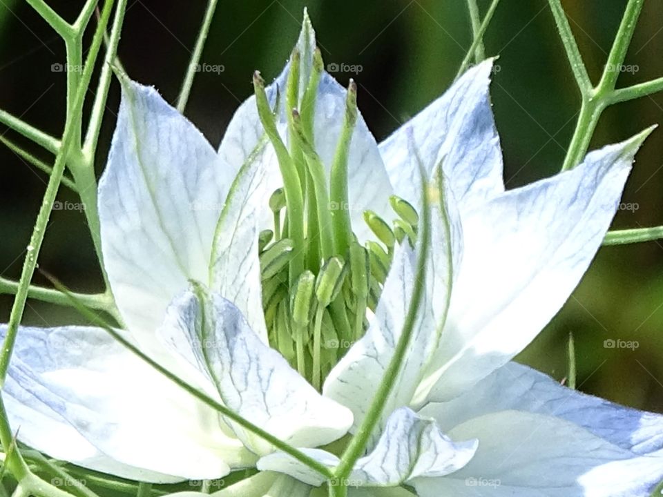 The beauty of the flowers