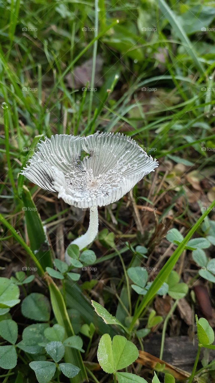 Open Hare's Foot Ink Cap Mushroom