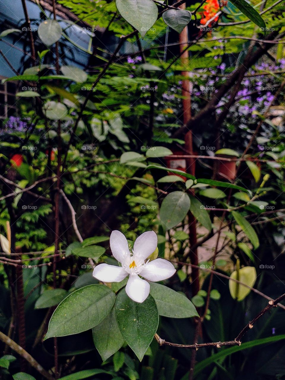 flowers in the garden.
