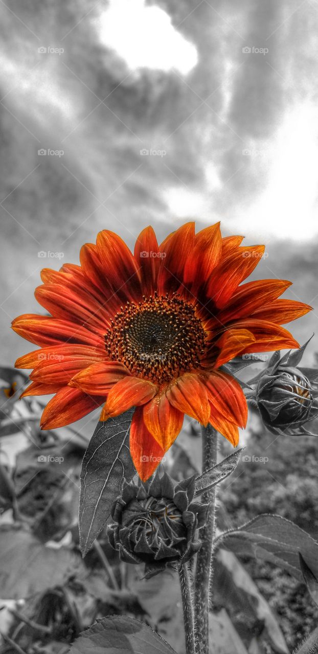 bold maroon sunflower