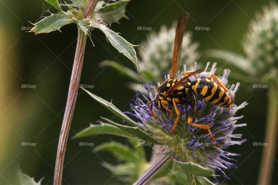 Working wasp