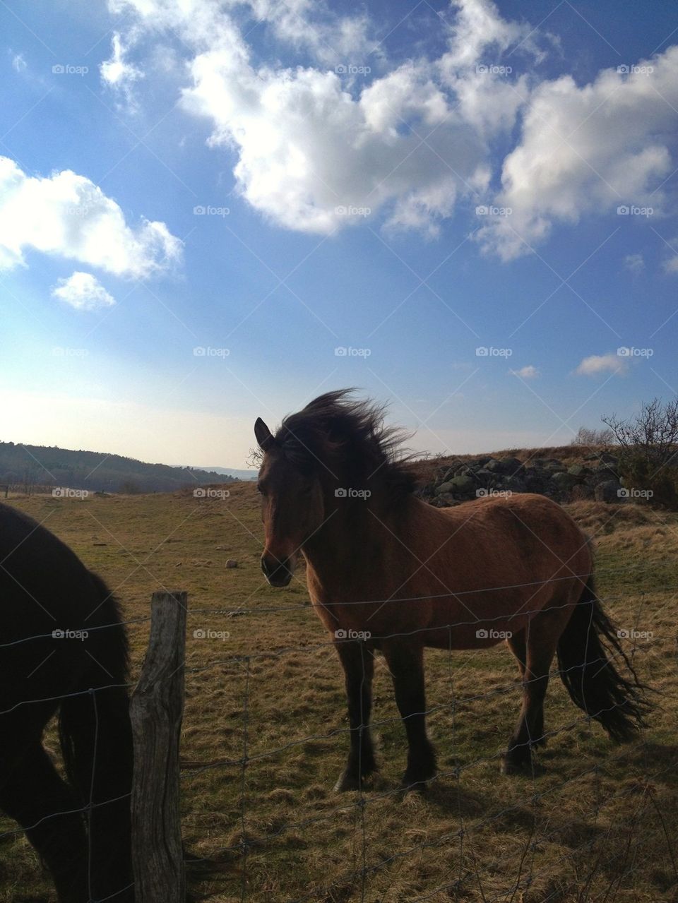 Horse on windy field