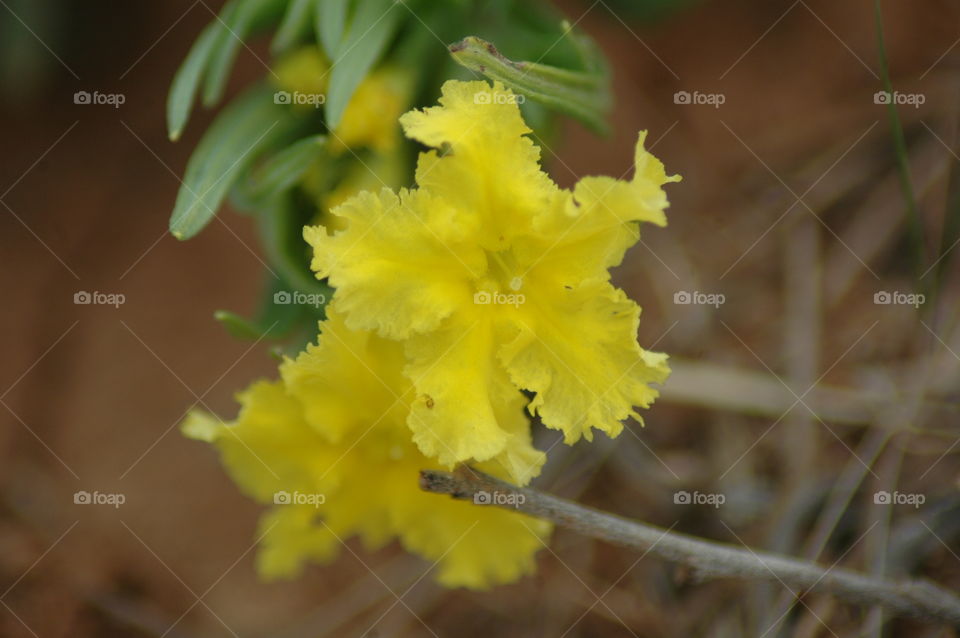 puccoon
