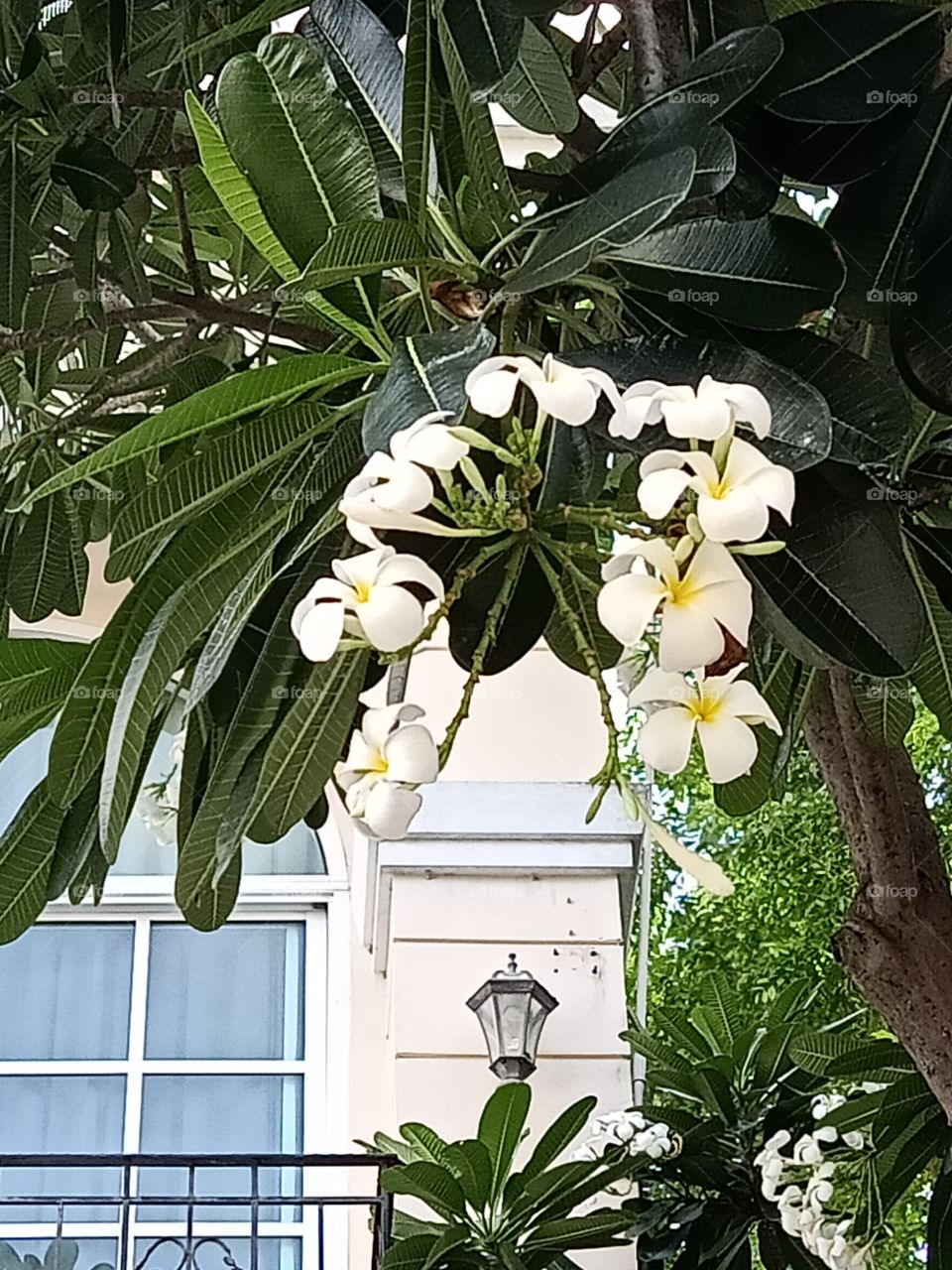 Beautiful Plumeria Flowers