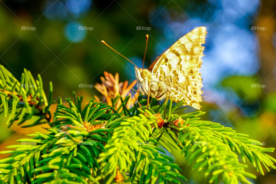 forest butterfly on a spruce branch, blurred background