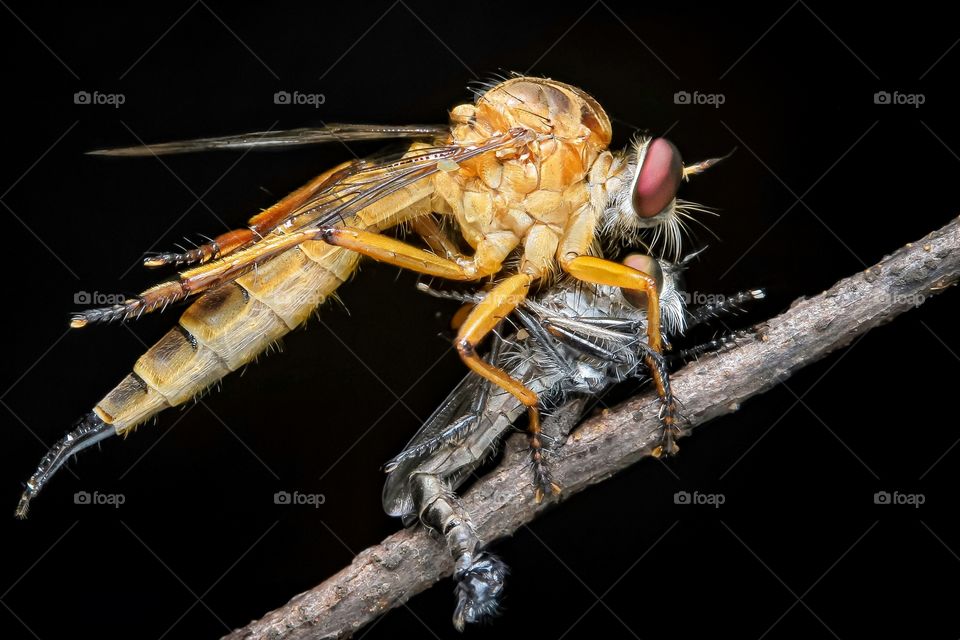 golden roberfly with her prey