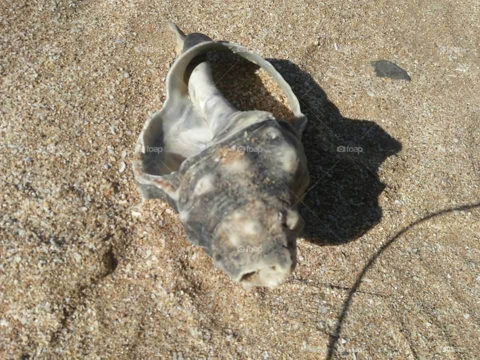 Lone  oyster on sand