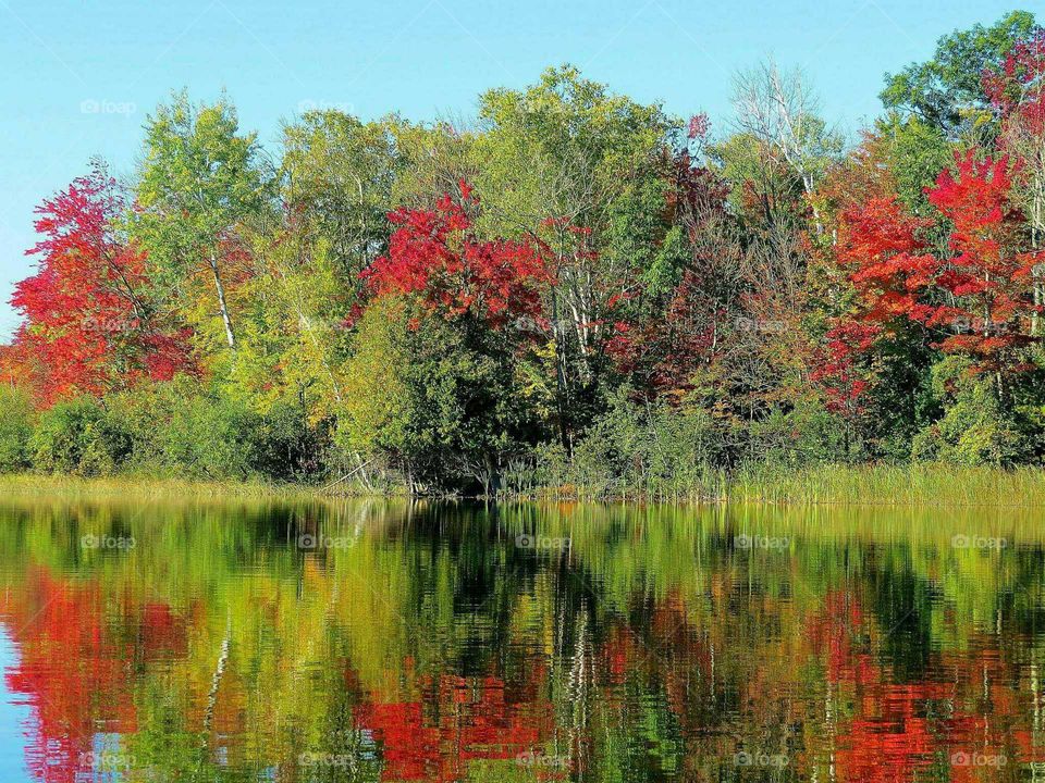 Reflection of trees in lake during autumn