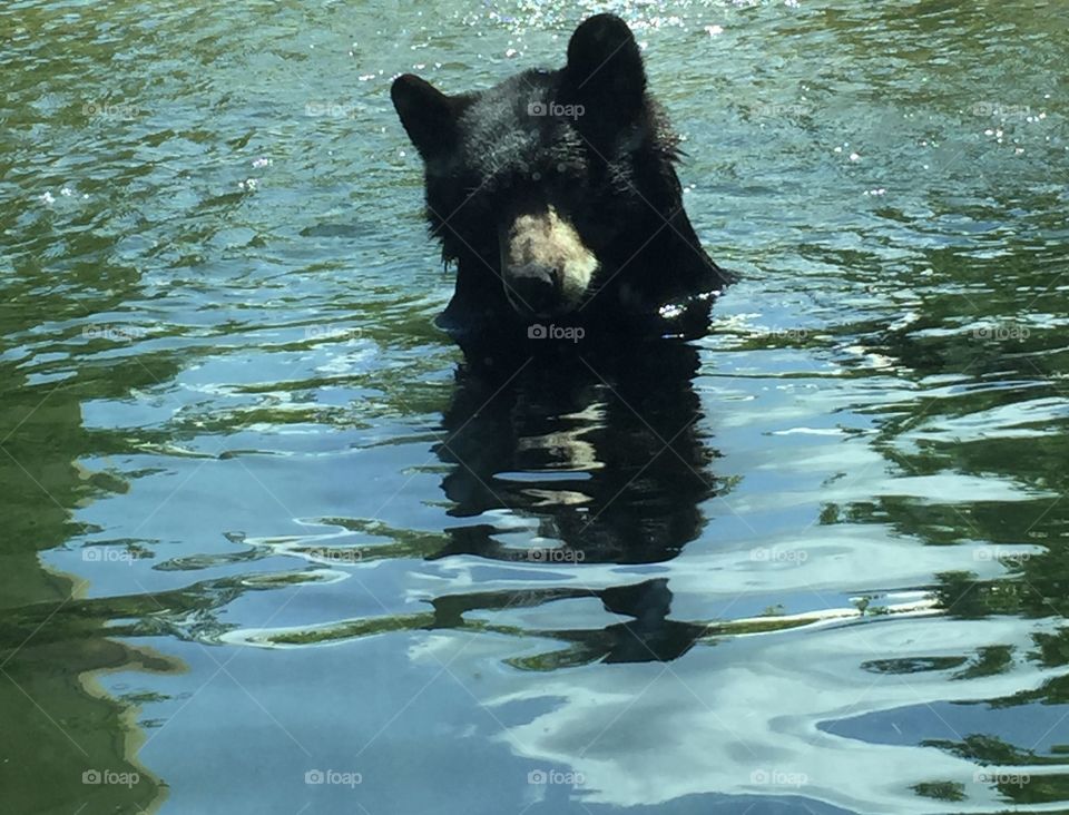 A bear floating in a lake 