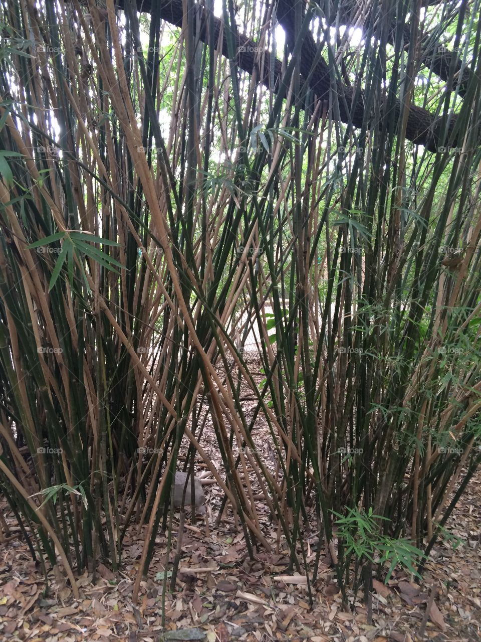 Bamboo 