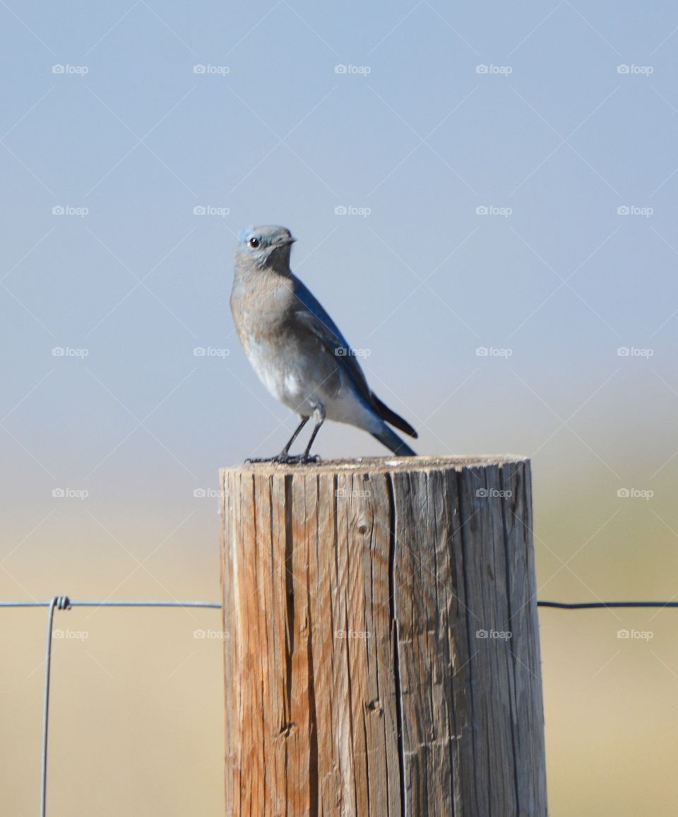 Mountain bluebird 