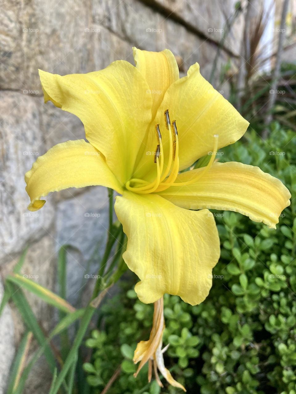 🌹 🇺🇸 Very beautiful flowers to brighten our day.  Live nature and its beauty. Did you like the delicate petals? / 🇧🇷 Flores muito bonitas para alegrar nosso dia. Viva a natureza e sua beleza. Gostaram das pétalas delicadas? 
