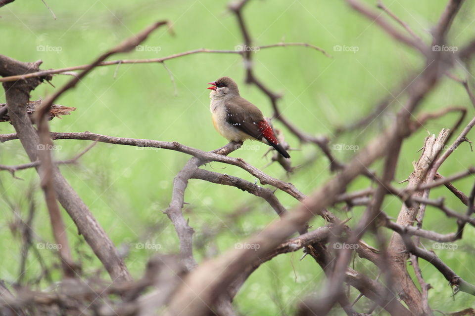 Red Avadavat 📷 A shot by anuj_762
