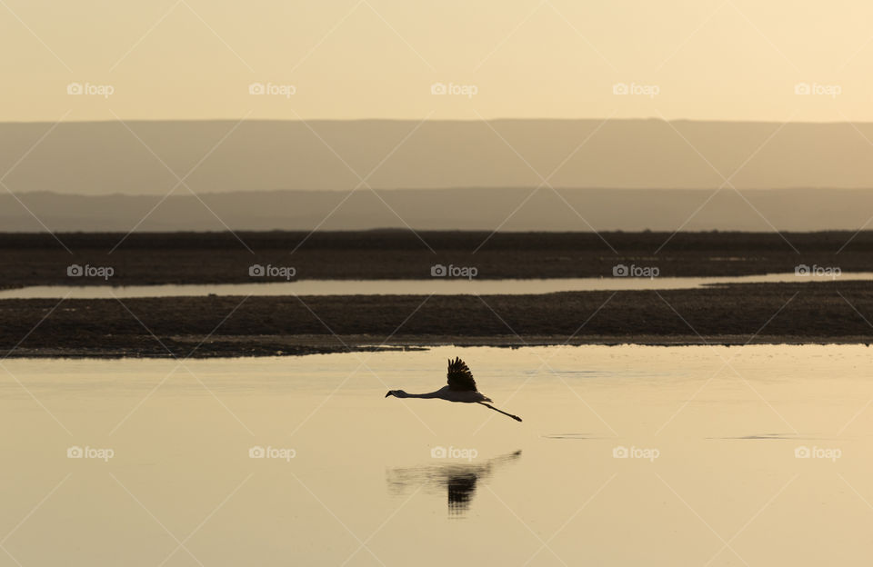 Flamingo Flying at Sunset